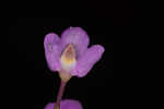 Eastern purple bladderwort